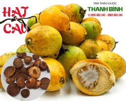  Hạt cau có tác dụng kiểm soát bệnh tiểu đường rất tốt